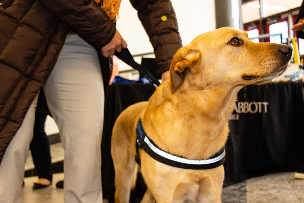 photo of a golden dog-after